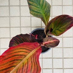 カンナ　ダーバン　観葉　花　トロピカルの画像