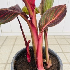 カンナ　ダーバン　観葉　花　トロピカルの画像