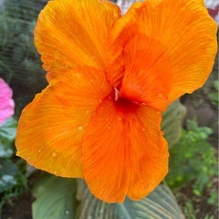 カンナ　ダーバン　観葉　花　トロピカルの画像