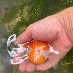ピンポンパール　10㎝　まん丸良型　泳ぎ難有りの画像