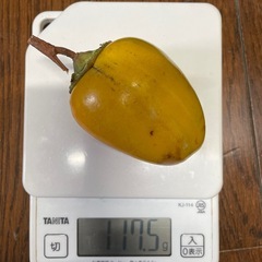 干し柿や合わせ柿用の柿の画像