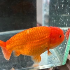 金魚　らんちゅう
の画像