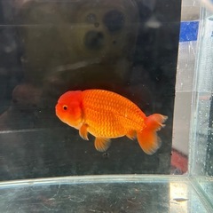 金魚　らんちゅう
の画像
