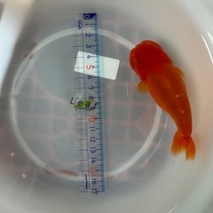 金魚　らんちゅう
の画像
