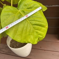 ウンベラータの画像