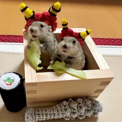 ハムスター　撮影用あみぐるみの画像