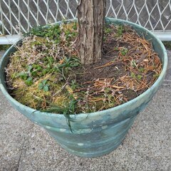 逗子 無料あげます 植木 植物 樹木 花壇 花 家庭菜園 土いじり 観葉植物 栽培 アロエ 紫蘇 シソ DIY 畑 農園 木陽樹 ガーデン 盆栽 造園 緑化 庭いじり 菜園 野畑 植木鉢 プラントポット プランター グロスポット 0円 お譲りします 差し上げます テラコッタ ゴーヤー つるむらさき 蔓紫 ツルムラサキ 薬草 夏 緑黄色野菜 庭木 落葉樹 ガーデニング 虫 盆栽 農業 腐葉土 ツリー  移殖 シンボルツリー 肥料 剪定 赤玉土 堆肥 鹿沼土の画像
