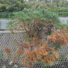 逗子 無料あげます 植木 植物 樹木 花壇 花 家庭菜園 土いじり 観葉植物 栽培 アロエ 紫蘇 シソ DIY 畑 農園 木陽樹 ガーデン 盆栽 造園 緑化 庭いじり 菜園 野畑 植木鉢 プラントポット プランター グロスポット 0円 お譲りします 差し上げます テラコッタ ゴーヤー つるむらさき 蔓紫 ツルムラサキ 薬草 夏 緑黄色野菜 庭木 落葉樹 ガーデニング 虫 盆栽 農業 腐葉土 ツリー  移殖 シンボルツリー 肥料 剪定 赤玉土 堆肥 鹿沼土の画像