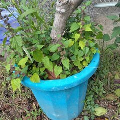 逗子 無料あげます 植木 植物 樹木 花壇 花 家庭菜園 土いじり グロスポット 0円 お譲りします 差し上げます テラコッタ ゴーヤー つるむらさき 蔓紫 ツルムラサキ 薬草 夏 緑黄色野菜 庭木 落葉樹 ガーデニング 虫 盆栽 農業 移殖 シンボルツリー 肥料 剪定 赤玉土 堆肥 鹿沼土 腐葉土 ツリー 観葉植物 栽培 アロエ 紫蘇 シソ DIY 畑 農園 木陽樹 ガーデン 盆栽 造園 緑化 庭いじり 菜園 野畑 植木鉢 プラントポット プランター の画像