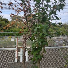 逗子 無料あげます 植木 植物 樹木 花壇 花 家庭菜園 土いじり グロスポット 0円 お譲りします 差し上げます テラコッタ ゴーヤー つるむらさき 蔓紫 ツルムラサキ 薬草 夏 緑黄色野菜 庭木 落葉樹 ガーデニング 虫 盆栽 農業 移殖 シンボルツリー 肥料 剪定 赤玉土 堆肥 鹿沼土 腐葉土 ツリー 観葉植物 栽培 アロエ 紫蘇 シソ DIY 畑 農園 木陽樹 ガーデン 盆栽 造園 緑化 庭いじり 菜園 野畑 植木鉢 プラントポット プランター の画像