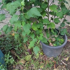 逗子 無料あげます 植木 植物 樹木 花壇 花 家庭菜園 土いじり グロスポット 0円 お譲りします 差し上げます テラコッタ ゴーヤー つるむらさき 蔓紫 ツルムラサキ 薬草 夏 緑黄色野菜 庭木 落葉樹 ガーデニング 虫 盆栽 農業 移殖 シンボルツリー 肥料 剪定 赤玉土 堆肥 鹿沼土 腐葉土 ツリー 観葉植物 栽培 アロエ 紫蘇 シソ DIY 畑 農園 木陽樹 ガーデン 盆栽 造園 緑化 庭いじり 菜園 野畑 植木鉢 プラントポット プランター の画像