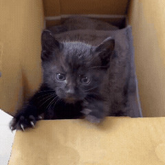 黒猫【生後1ヵ月くらい】元気いっぱいです - 猫