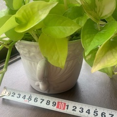 ポトス　ライム　陶器鉢　観葉植物　の画像