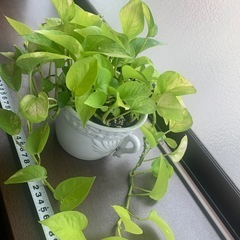 ポトス　ライム　陶器鉢　観葉植物　の画像