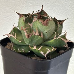 アガベ　鷹丸の画像