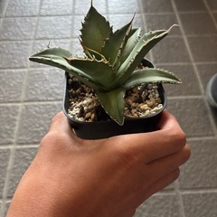 アガベチタノタの画像