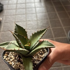 アガベチタノタの画像