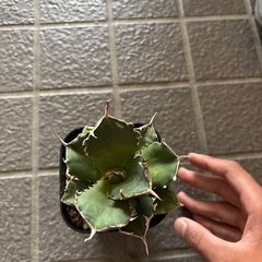 アガベチタノタの画像
