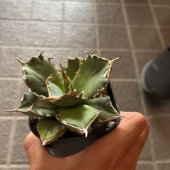 アガベチタノタの画像