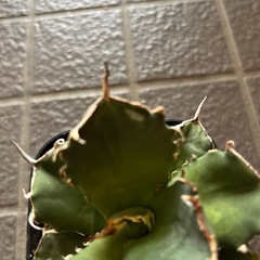 アガベチタノタの画像