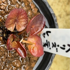 🌸睡蓮（ペリーズ ディーペスト レッド）1ポットの画像