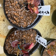 🌸睡蓮（ペリーズ ディーペスト レッド）1ポットの画像