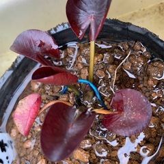 🌸睡蓮（ペリーズ ディーペスト レッド）1ポットの画像