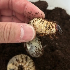 親種特大カブトムシ幼虫2匹　お子様は500円の画像