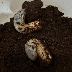 親種特大カブトムシ幼虫2匹　お子様は500円の画像