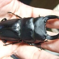 佐賀県産オオクワガタ F11 ♂73.2ミリの画像