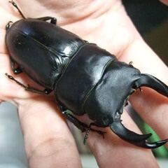 佐賀県産オオクワガタ F11 ♂73.2ミリの画像