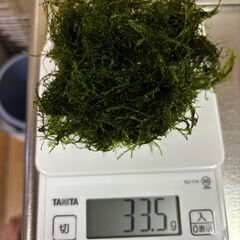 ウイローモス・ミニホテイアオイ　差し上げます　引き取り限定の画像