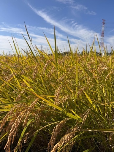 R7年度生産  群馬県北部　新米コシヒカリ　精米済み10キロ　引き取りのみ