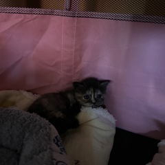 子猫里親募集します