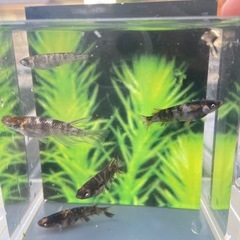 和墨白銀三色　稚魚、幼魚の選外(強墨)　10匹の画像