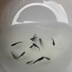 和墨白銀三色　稚魚、幼魚の選外(強墨)　10匹の画像