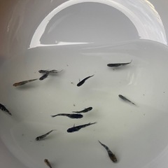 和墨白銀三色　稚魚、幼魚の選外(強墨)　10匹の画像