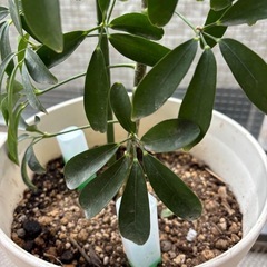 ホンコンカポック植物
の画像