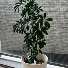 ホンコンカポック植物
の画像