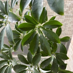 ホンコンカポック植物
の画像