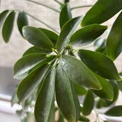 ホンコンカポック植物
の画像