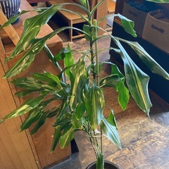 引き取り希望！　観葉植物ドラセナ の画像