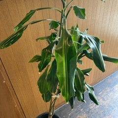 引き取り希望！　観葉植物ドラセナ の画像
