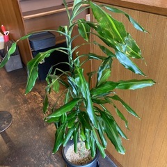 引き取り希望！　観葉植物ドラセナ の画像