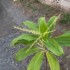 コルジリネ　ターミナリス　センネンボク　コウチク　観葉植物　塊根植物　多肉植物　ビザールプランツ　レアプランツ　ガーデニング　植物　グリーン　趣味　盆栽　葉　花　庭　草　インテリア　おしゃれ　飾り　園芸　　観葉植物　花　赤い花　巨大な花　　鉢ごと　ビザールプランツ　グリーン　ガーデニングの画像