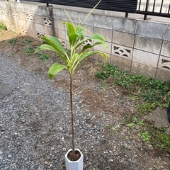 コルジリネ　ターミナリス　センネンボク　コウチク　観葉植物　塊根植物　多肉植物　ビザールプランツ　レアプランツ　ガーデニング　植物　グリーン　趣味　盆栽　葉　花　庭　草　インテリア　おしゃれ　飾り　園芸　　観葉植物　花　赤い花　巨大な花　　鉢ごと　ビザールプランツ　グリーン　ガーデニングの画像