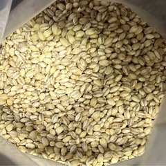もち麦（1キロから）の画像