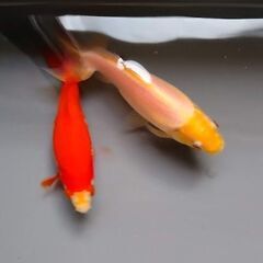 三尾和金の画像