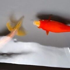 三尾和金の画像