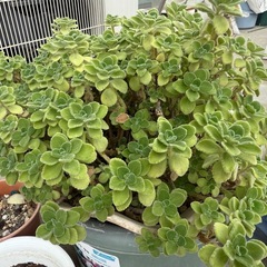 多肉植物まとめての画像